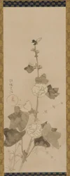 葵 江戸時代 17世紀後半～18世紀前半