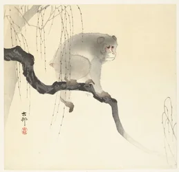 木の枝に猿