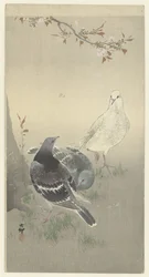 飼いならされた 3 羽のハト
