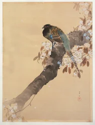 桜の枝のキジ
