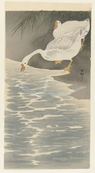 海岸のガチョウ