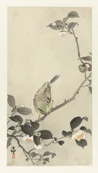 花の枝のホオジロ