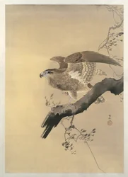 鷹