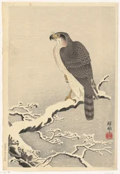 松の木の雪に覆われた枝の鷹
