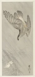 鷹狩りノウサギ