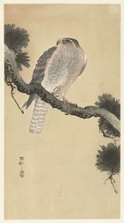 松の枝にタカ