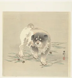 若い犬