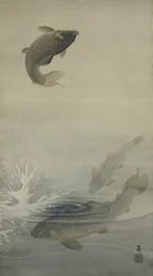 鯉