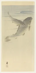 鯉