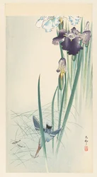 カワセミと花菖蒲