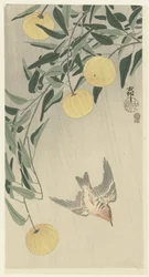 雨の中のカッコウ