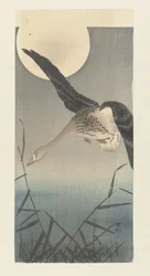 満月のマガン