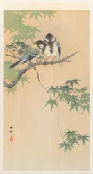 カエデの枝にとまるシジュウカラ