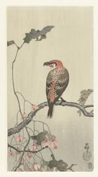 木の枝にハシビロコウ