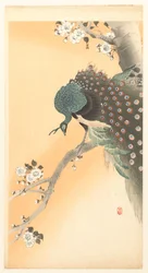 桜の木の孔雀