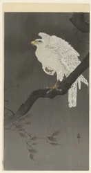 木の枝にシロワシ