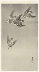 雨の中のムクドリ