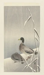 雪に覆われた葦原の 2 羽のアヒル