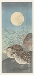 満月の 2 つのウズラ。