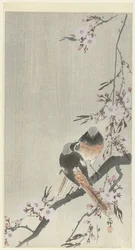 桜の花と二羽のジョウビタキ