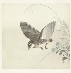 空飛ぶウズラ