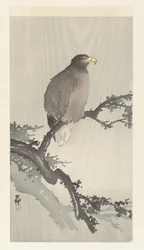 枝にオジロワシ
