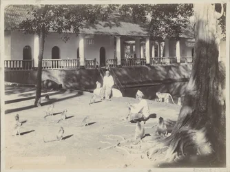 水辺の庭でサルと一緒にいるインド人男性、おそらくスラバヤで