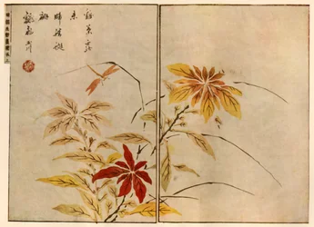 植物とトンボ、1746年、1924年。