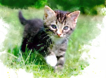 草むらで遊ぶ子猫