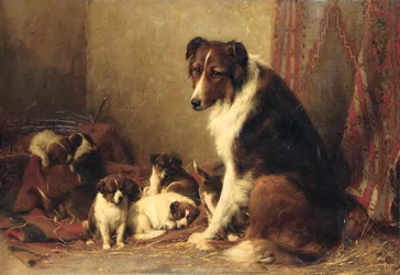 子犬とコリー