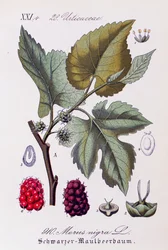 黒クワ (Morus nigra) の葉と果実、Otto Wilhelm Thome (1840-1925) 作 Flora von Deutschland, Österreich und der Schweiz (Flora of Germany, Austria and Switzerland) の作品