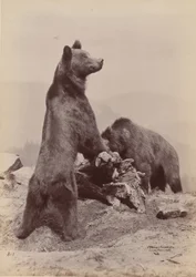 [Two Bears], 1889.    1208932   ja       japanese Successfully Translated  Original: The meeting of Diogenes of Sinope and Alexander the Great, 1784. Translat: The meeting of Diogenes of Sinope and Alexander the Great, 1784. 1159629 ja japanese Successfull