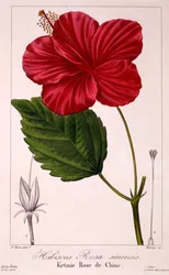 ハイビスカス: H. rosa-sinensis、パブ。 1836年。