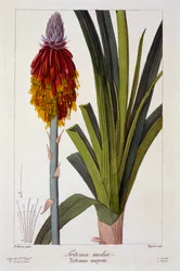 Kniphofia,  pub. 1836.