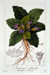 Mandrake: Mandragora officinarum、パブ。 1836年