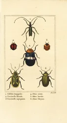 Callidium longipes 1、テントウムシ、Jauravia dorsalis 2、Coccinella septempunctata 3、ノミハムシ、Altica cincta 4、Altica emarginata 5、Altica chrysis 6