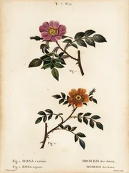 ドッグローズ、Rosa canina、Rosier des chiens 1、小葉のスイートブライアー、Rosa sepium、Rosa agrestis、Rosier des haies 2。