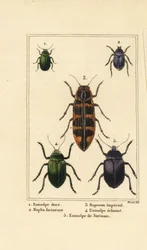 ドッグベインのカブトムシ、Chrysochus auratus 1、Hoplia argentea 2、バンクシアの宝石カブトムシ、Cyrioides imperialis 3、Eumolpus fulgidus 4、Eumolpus surinamensis 5