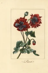 ケシの雑種、パボット、Papaver rhoeas