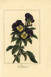 Pansy, pensee, Viola tricolor var.