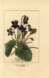 スイートバイオレット、バイオレット、Viola odorata