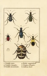 タイガービートル、Cicindela sinuata 1、Cicindela campestris 2、Cicindela sexguttata 3、Nitidula sanguinolenta 4、varied carpet beetle、Telephore flavipede 5、Anthrenus verbasci 6