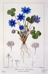 肝ノビリス、1836年（手彩色の彫刻）