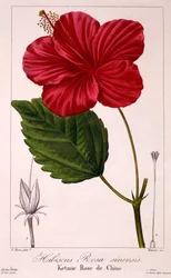 ハイビスカスrosa-sinensis、1836年（手描きの彫刻）