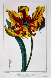 Tulip &39;Flaming Parrot&39;、1836（手彩色の彫刻）