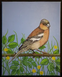 チャフィンチ、2016