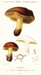 Bolet キノコ、Boletus circinans.、1849 年 (彫刻)
