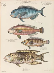 自然史コース、1825-1826。