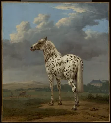 パイボールド "の馬 1650-1654年頃 油彩・カンヴァス