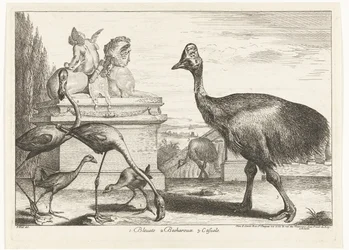 ヒクイドリ、紫オオバン、フラミンゴ 1. Bleuets 2 Becharoux 3. Casuels (オブジェクトのタイトル) ベルサイユ動物園の鳥 (シリーズ名)